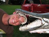 Fauna & Flora: alligator gar fish