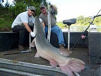 Fauna & Flora: alligator gar fish