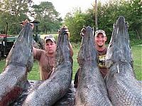 TopRq.com search results: alligator gar fish