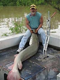 Fauna & Flora: alligator gar fish