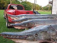 TopRq.com search results: alligator gar fish