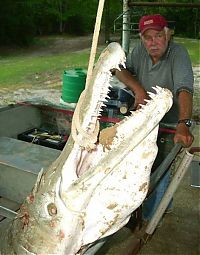 Fauna & Flora: alligator gar fish