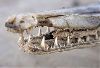 TopRq.com search results: alligator gar fish
