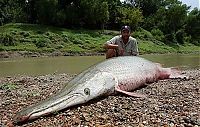 Fauna & Flora: alligator gar fish