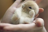 Fauna & Flora: cute baby pet animal