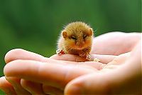 Fauna & Flora: cute baby pet animal