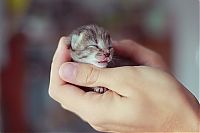 Fauna & Flora: cute baby pet animal
