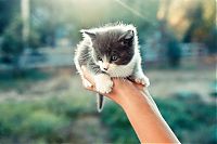 Fauna & Flora: cute baby pet animal