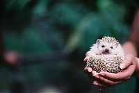 Fauna & Flora: cute baby pet animal