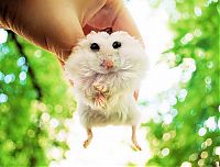 Fauna & Flora: cute baby pet animal