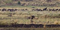 TopRq.com search results: little brave wildebeest