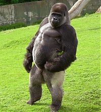 TopRq.com search results: Ambam, Gorilla walks on two legs