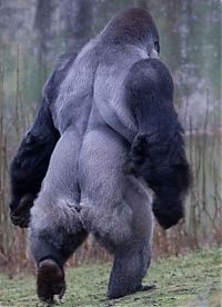 TopRq.com search results: Ambam, Gorilla walks on two legs