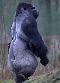 Fauna & Flora: Ambam, Gorilla walks on two legs