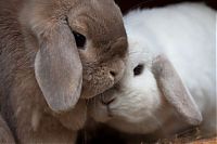 TopRq.com search results: emotion in animals