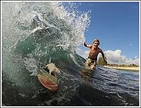 Fauna & Flora: surfing rat
