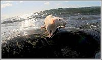 Fauna & Flora: surfing rat