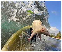 Fauna & Flora: surfing rat
