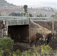 Fauna & Flora: Elephant underpass, Kenya, Africa,