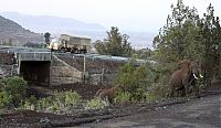 TopRq.com search results: Elephant underpass, Kenya, Africa,