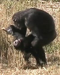 TopRq.com search results: chimpanzees mother mourning her dead child