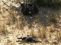 TopRq.com search results: chimpanzees mother mourning her dead child