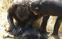 TopRq.com search results: chimpanzees mother mourning her dead child