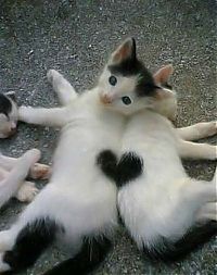 TopRq.com search results: cats with fur heart