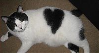 TopRq.com search results: cats with fur heart