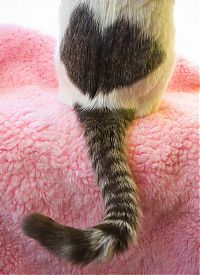 TopRq.com search results: cats with fur heart