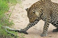 TopRq.com search results: python caught by two leopards