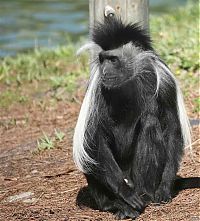 Fauna & Flora: black-and-white colobus monkey