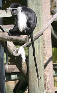 TopRq.com search results: black-and-white colobus monkey
