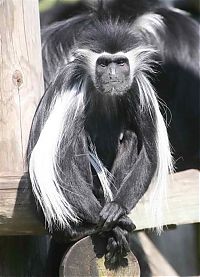 Fauna & Flora: black-and-white colobus monkey