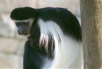 Fauna & Flora: black-and-white colobus monkey
