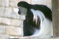 Fauna & Flora: black-and-white colobus monkey