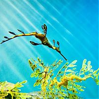 Fauna & Flora: sea dragon