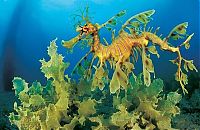 Fauna & Flora: sea dragon