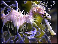 Fauna & Flora: sea dragon