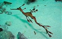 Fauna & Flora: sea dragon