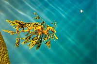 Fauna & Flora: sea dragon