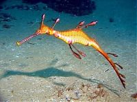 Fauna & Flora: sea dragon