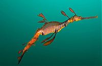 Fauna & Flora: sea dragon