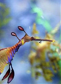 Fauna & Flora: sea dragon