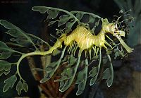 Fauna & Flora: sea dragon