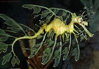 Fauna & Flora: sea dragon