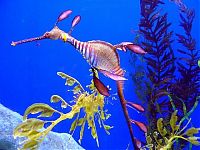 Fauna & Flora: sea dragon