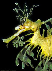 Fauna & Flora: sea dragon