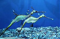 Fauna & Flora: sea dragon