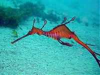 Fauna & Flora: sea dragon